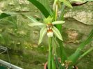 coelogyne assamica.JPG
