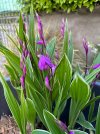 IMG_1961.jpeg