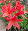 rhod konorii x pink delight x jasminiflora.JPG
