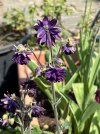 IMG_1980.jpeg