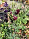 IMG_1979.jpeg