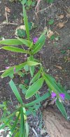 20260424_Bletilla.jpg