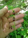 ophrys insectifera.JPG