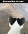 orecchie a cuore.jpg