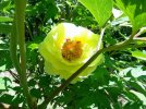 paeonia.JPG