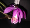 Pleione speciosa 2.jpg