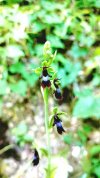 O. insectifera 1.jpg