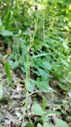 O. insectifera 2.jpg