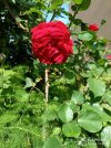 IMG_20260503_104436.jpg