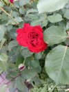 IMG_20260503_104047.jpg