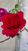 20260423_rosa.jpg