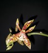 Phal. mannii.jpg