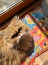 IMG_2079.jpeg