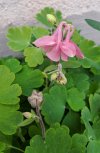 Aquilegia rosa.jpg