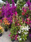 IMG_2285.jpeg