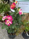 IMG_2283.jpeg
