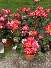 IMG_2290.jpeg