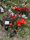 IMG_2288.jpeg