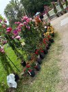 IMG_2287.jpeg