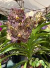 IMG_2298.jpeg