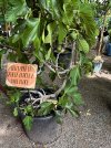 IMG_2337.jpeg