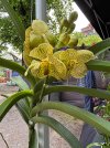 IMG_2339.jpeg