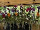 IMG_2355.jpeg