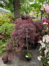 IMG_2357.jpeg