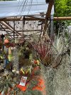 IMG_2350.jpeg