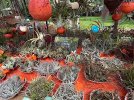 IMG_2349.jpeg