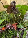IMG_2351.jpeg