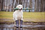 cane-golden-giornata-piovosa-pioggia-ombrello-stivali-fango.jpg