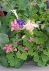 Aquilegia rosa chiaro.jpg