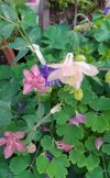 Aquilegia.jpg