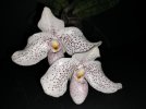 Paph. Vanda M. Pearman.jpg