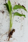 rizoma spathiphyllum.jpg