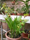 calanthe tricarinata 2.JPG