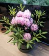Rododendro.jpg