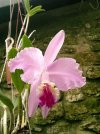 cattleya lueddemanniana semi alba.JPG