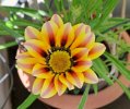 Gazania.jpg