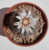 Gymnocalycium quelianum.jpg