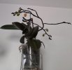 20260508_Phal.jpg