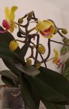 20260519_phal.jpg