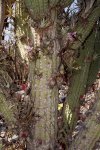 ecosistema_cactus.jpg