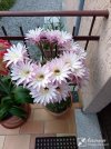 IMG_20260522_062232.jpg