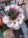 IMG_20260522_062312.jpg
