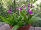 bletilla striata.JPG