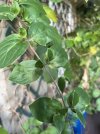 IMG_2745.jpeg