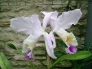 cattleya mendellii.JPG