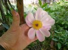 DSCF0009.JPG